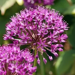 Discount Allium lökar - Set om 30 - Allium 'Purple Sensation' - Blomlökar - Purpur Fröer & Lökar