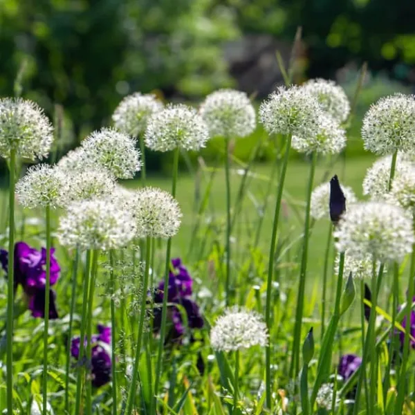 Allium lökar - Set om 3 - Allium 'Mount Everest' - Blomlökar - Vit