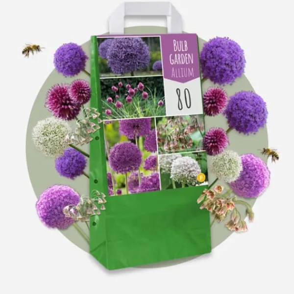 Allium lökar - Set om 160 - Allium - Blomlökar - Flerfärgad