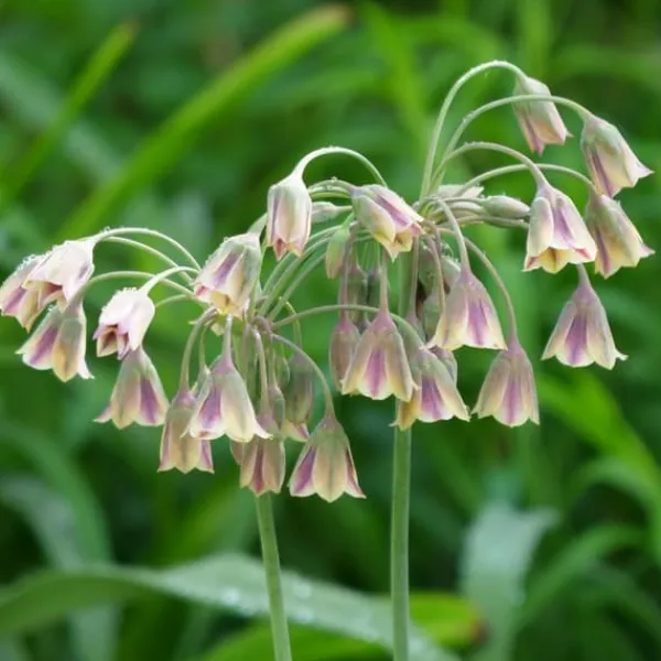 Allium lökar - Set om 160 - Allium - Blomlökar - Flerfärgad