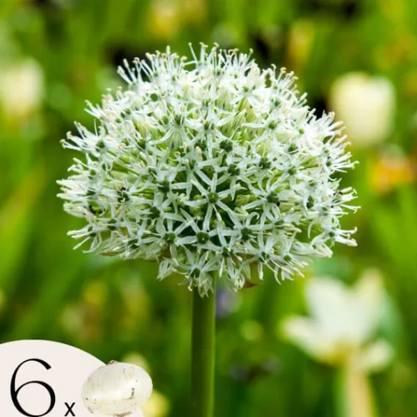 Sale Allium lökar - Set om 6 - Allium 'Mount Everest' - Blomlökar - Vit Fröer & Lökar