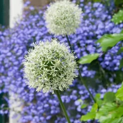 Sale Allium lökar - Set om 6 - Allium 'Mount Everest' - Blomlökar - Vit Fröer & Lökar