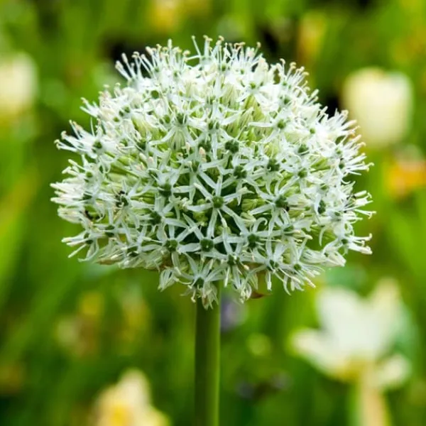 Sale Allium lökar - Set om 6 - Allium 'Mount Everest' - Blomlökar - Vit Fröer & Lökar