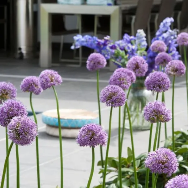 Allium lökar - Set om 16 - Allium 'Gladiator' - Blomlökar - Purpur