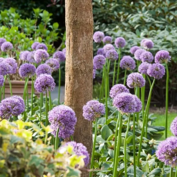 Allium lökar - Set om 16 - Allium 'Gladiator' - Blomlökar - Purpur