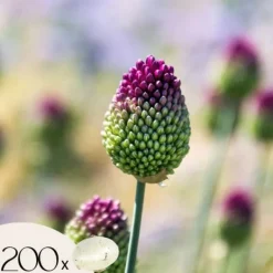 Hot Allium lökar - Set om 200 - Allium 'Sphaerocephalon' - Blomlökar - Purpur Fröer & Lökar