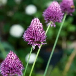 Hot Allium lökar - Set om 200 - Allium 'Sphaerocephalon' - Blomlökar - Purpur Fröer & Lökar
