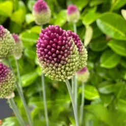 Hot Allium lökar - Set om 200 - Allium 'Sphaerocephalon' - Blomlökar - Purpur Fröer & Lökar
