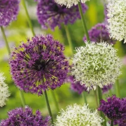 Allium lökar - Sæt om 15 - Allium 'Purple, 'White' - Blomlökar