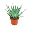 Outlet Aloe aborescens i en kruka på 19 cm Krukväxter Inomhus