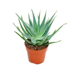 Outlet Aloe aborescens i en kruka på 19 cm Krukväxter Inomhus
