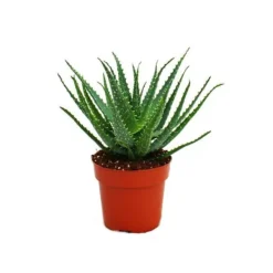 Outlet Aloe aborescens i en kruka på 19 cm Krukväxter Inomhus