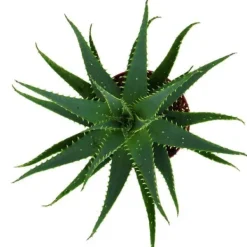 Outlet Aloe aborescens i en kruka på 19 cm Krukväxter Inomhus