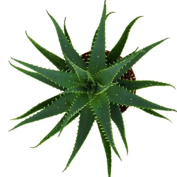 Outlet Aloe aborescens i en kruka på 19 cm Krukväxter Inomhus
