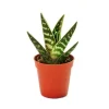 New Aloe variegata - Aloe vera - Tiger aloe - medelstor växt i kruka 8,5 cm Krukväxter Inomhus
