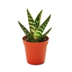New Aloe variegata - Aloe vera - Tiger aloe - medelstor växt i kruka 8,5 cm Krukväxter Inomhus