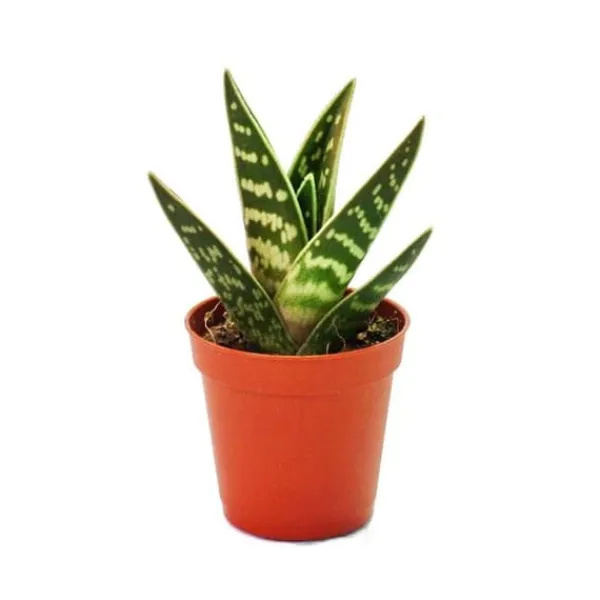 New Aloe variegata - Aloe vera - Tiger aloe - medelstor växt i kruka 8,5 cm Krukväxter Inomhus