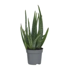 Online Aloe vera - Aloe barbadensis - Höjd 25-40cm - Pot 10,5cm Krukväxter Inomhus