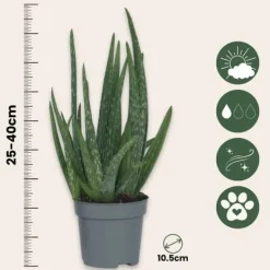 Online Aloe vera - Aloe barbadensis - Höjd 25-40cm - Pot 10,5cm Krukväxter Inomhus