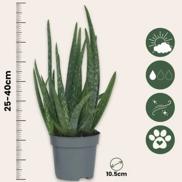 Online Aloe vera - Aloe barbadensis - Höjd 25-40cm - Pot 10,5cm Krukväxter Inomhus