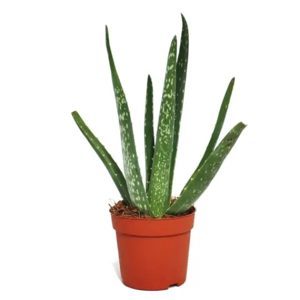 Aloe vera - ca. 2 år - 10,5cm kruka Krukväxter Inomhus