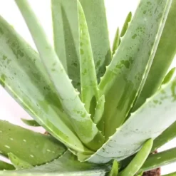 Aloe vera - ca. 2 år - 10,5cm kruka Krukväxter Inomhus