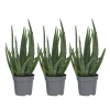 Aloe vera - Set om 3 - Aloe barbadensis - Höjd 25-40cm - ⌀10,5cm Krukväxter Inomhus