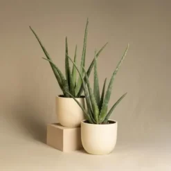 Aloe vera - Set om 3 - Aloe barbadensis - Höjd 25-40cm - ⌀10,5cm Krukväxter Inomhus