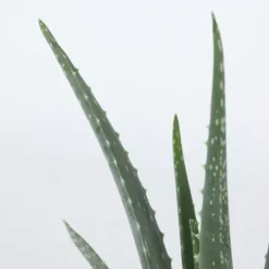 Aloe vera - Set om 3 - Aloe barbadensis - Höjd 25-40cm - ⌀10,5cm Krukväxter Inomhus