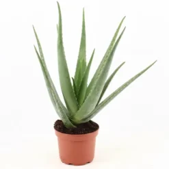 New Aloe Vera Växt Ø19 cm, Höjd ca 70 cm Krukväxter Inomhus