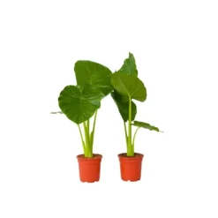 Best Alokasia - Set om 2 - Alocasia 'Odora' - Höjd 55-75cm - ⌀17cm Krukväxter Inomhus