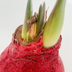 Best Amaryllis - Hippeastrum 'Glittrande Duo' - Röd och Grön Fröer & Lökar