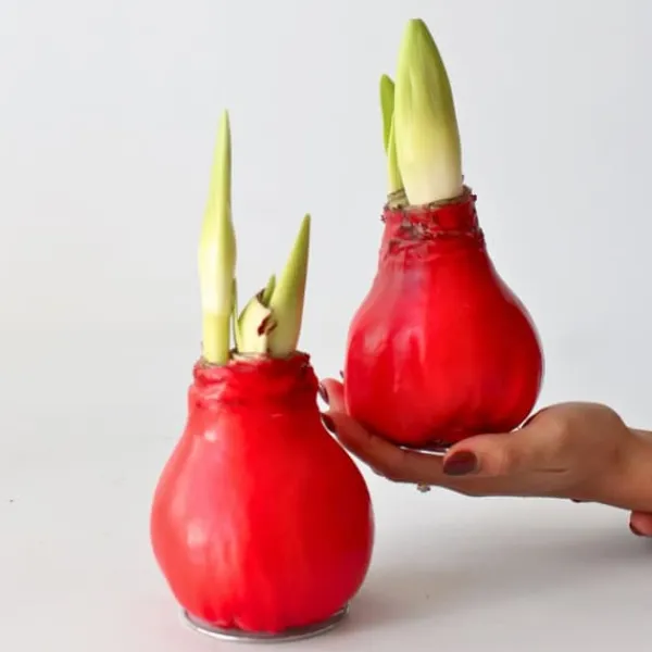 Clearance Amaryllis - Hippeastrum 'Wax Red' - Lök - Röda blommor Fröer & Lökar