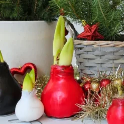 Online Amaryllis - Hippeastrum 'Wax Mix Red White' - Lök - Röda blommor Fröer & Lökar