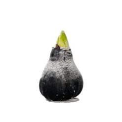 Amaryllis - Hippeastrum 'Wax Snow Black' - Lök - Röda blommor