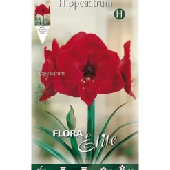 AMARYLLIS RÖD (FÖRPACKNING MED 1 GLÖDLAMPAR)