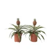 Sale Ananasväxt - Set om 2 - Ananas comosus 'Mi Amigo' - Höjd 35-45cm - ⌀12cm Krukväxter Inomhus