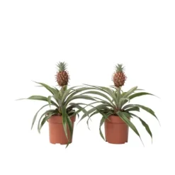 Sale Ananasväxt - Set om 2 - Ananas comosus 'Mi Amigo' - Höjd 35-45cm - ⌀12cm Krukväxter Inomhus