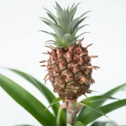 Sale Ananasväxt - Set om 2 - Ananas comosus 'Mi Amigo' - Höjd 35-45cm - ⌀12cm Krukväxter Inomhus
