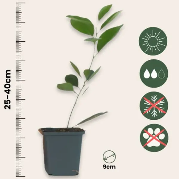 Apelsinträd - Set om 3 - Citrus mitis Calamondin - Höjd 25-40cm - ⌀9cm