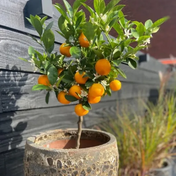 Apelsinträd - Set om 3 - Citrus mitis Calamondin - Höjd 25-40cm - ⌀9cm
