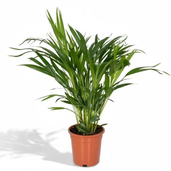 Hot Areca Guldpalm Ø17 cm, Höjd ca 60 cm - Grönskande Inomhusväxt Krukväxter Inomhus