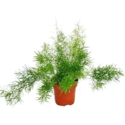 Online Asperges ornementala - Asparagus densiflorus sprengeri - Grön växt lättskött 12cm kruka Krukväxter Inomhus