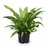 Hot Asplenium Antiquum - Grönväxt Ø23 cm, Höjd ca 60 cm Krukväxter Inomhus