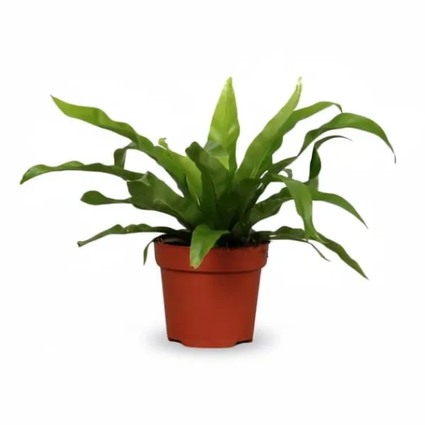 Asplenium Antiquum i Rund Kruka Ø12cm, Höjd ca 25cm