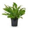 Outlet Asplenium Campio Ormbunke Ø17 cm Höjd ca 50 cm Krukväxter Inomhus