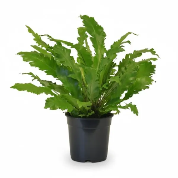 Outlet Asplenium Campio Ormbunke Ø17 cm Höjd ca 50 cm Krukväxter Inomhus