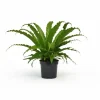 Outlet Asplenium Krukväxt Ø17cm, Höjd ca 40cm - Grön Inomhusväxt Krukväxter Inomhus
