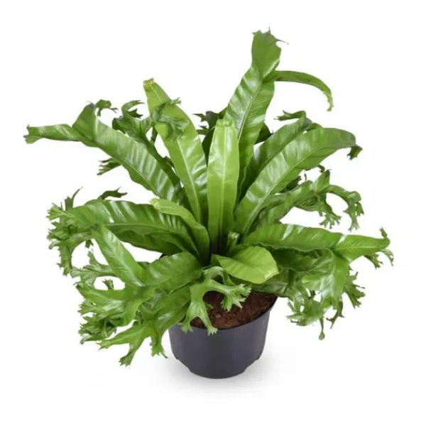 Online Asplenium Nidus Crissie Ormbunke Ø23 cm Höjd ca 55 cm Krukväxter Inomhus