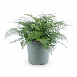 Sale Asplenium Parvati - Grön inomhusväxt Ø27 cm H50 cm Krukväxter Inomhus